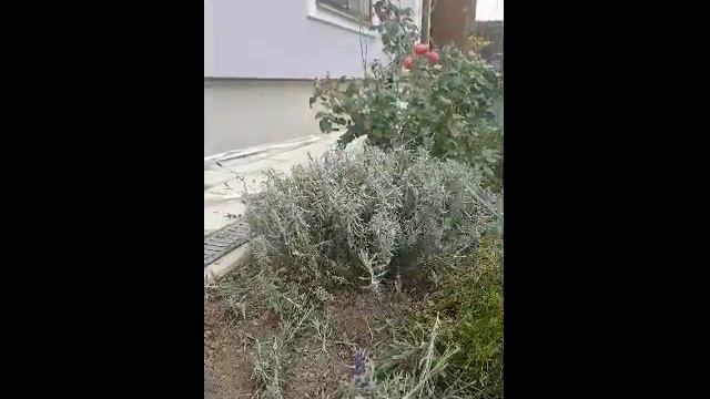 обрезка лаванды