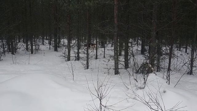 Скорее прогулка чем охота на зайца смотреть онлайн
