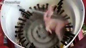 Как быстро ощипать курицу