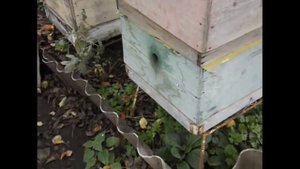 поздний расплод в семье пчел в сентябре - что делать в такой ситуации - часть 2