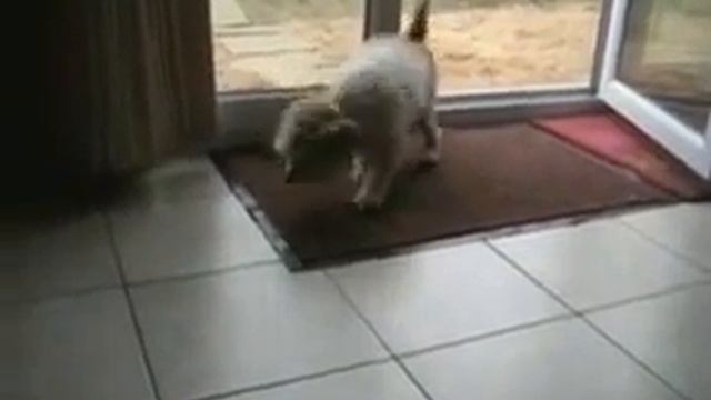 cобака вытирает лапы смотреть онлайн