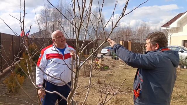 Ветки пересекаются. Как обрезать?? смотреть онлайн