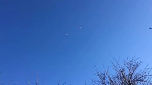 Рыбий жир и витамины для голубей
