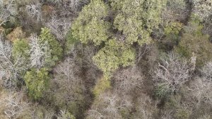 Mavic 3T thermal drone. Finding feral hogs during daylight in thick trees.