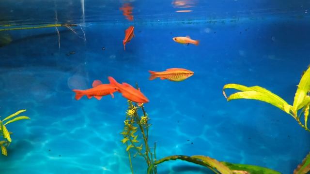 Выпустила мальков из креветочника в аквариум 100 л смотреть онлайн