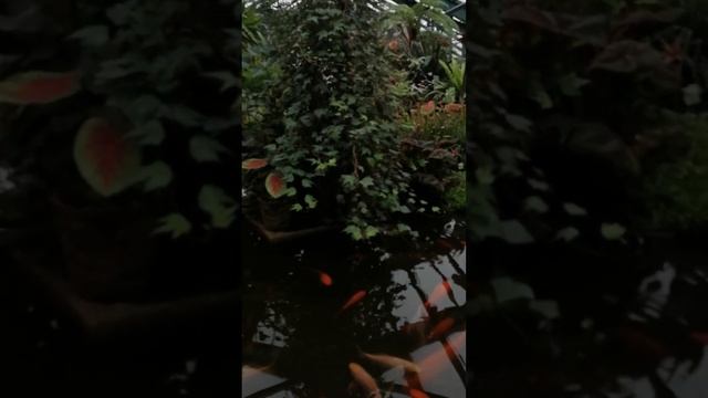 Что цветет в апреле в Аптекарском огороде