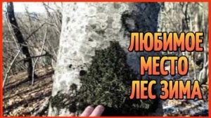 ЛЮБИМОЕ МЕСТО ЛЕС ЗИМА