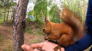 КОРМЛЮ РУЧНЫХ БЕЛОК И ПТИЦ В БРАТСКЕ! Санаторий Братское взморье