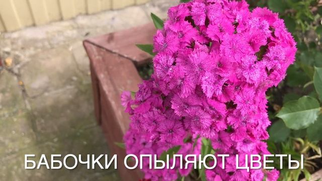 Бабочка бражник Бабочка похожая на колибри - интересные факты.  Бабочка-Бражник, уникальные кадры!