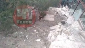 Лев напал на человека на видео