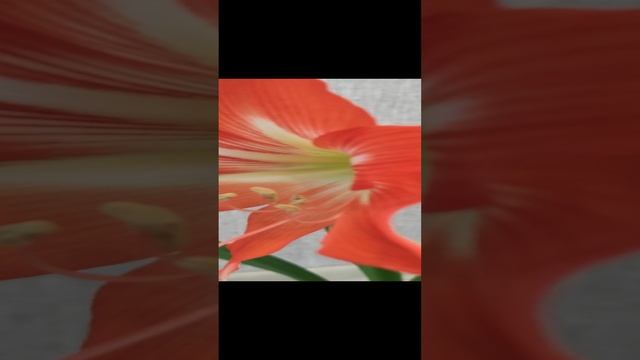 Цветение Гиппеаструма. Комнатная лилия. Комнатные цветы.