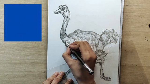How To Draw An Ostrich | Graphite Pencil ✍️Drawing Timelapse | Easy To Follow Tutorial For Beginner
