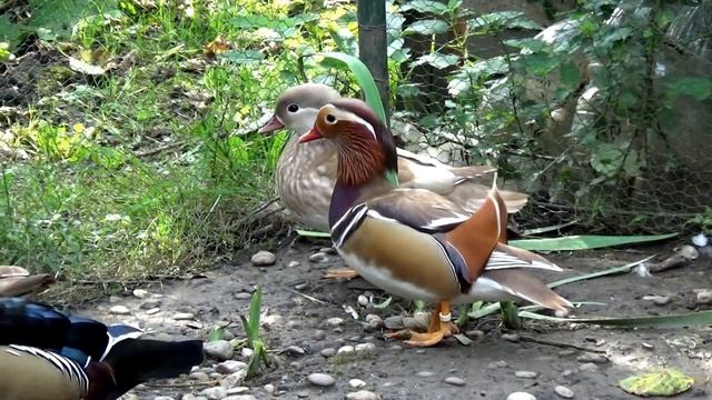 Patka mandarinka i karolinka - Mandarin duck and Wood duck or Carolina duck смотреть онлайн