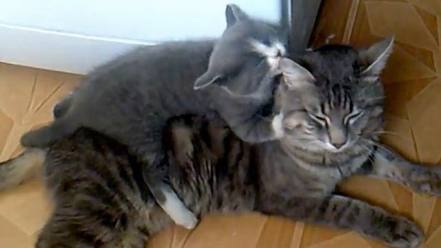 Кот Вася и кошка Мурка.mp4 смотреть онлайн