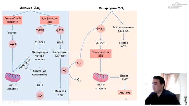 Перспективы использования антиоксидантных ферментов в биомедицине смотреть онлайн