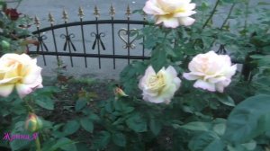 Роза МИРА- ГЛОРИЯ ДЕЙ. Peace rose- 'Gloria Dei'