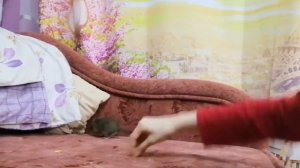 Дрессирую дегу Джери/Как дресировать дегу и с каких команд /трюков лучше начинать.