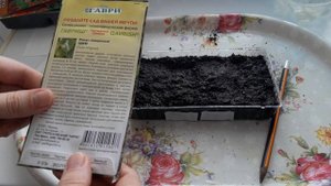 ФИКУС БЕНДЖАМИНА ИЗ СЕМЯН ВЫРАЩИВАНИЕ