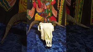 Череп барана в магии