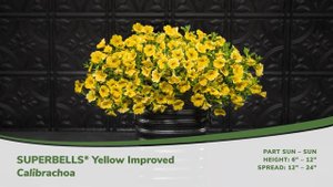 Superbells Yellow Improved Calibrachoa