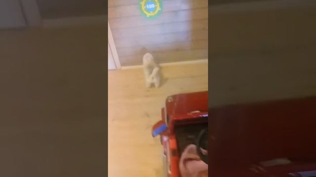 Белый мальчик и серая девочка хаски смотреть онлайн