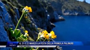 PALINURO IL 21 E 22 MARZO LA FESTA DELLA PRIMULA PALINURI