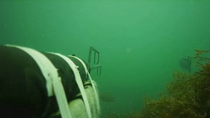 Подводная охота, чёрное море. Лобан.