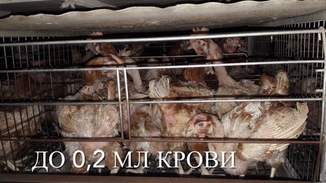 Красный куриный клещ, описание, методы борьбы, резистентность к хим.акарицидам, НПК Агростраж смотреть онлайн