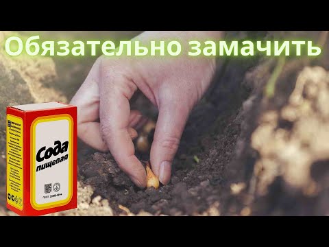 Вымачивание  в содовом растворе лука перед посадкой.mp4