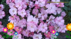 Роза полиантовая Лавандер Пис. Краткий обзор, описание характеристик Lavander Peace