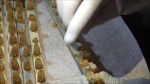 Сбор маточного молочка