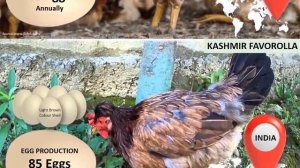 Discover Chicken Breeds That Lay 50-100 Eggs Per Year