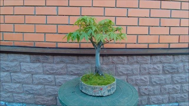 Клёны Японские бонсай Japanese Maples bonsai 2023 год 1 часть