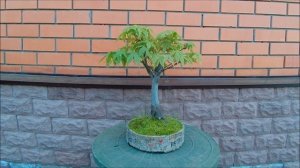 Клёны Японские бонсай Japanese Maples bonsai 2023 год 1 часть