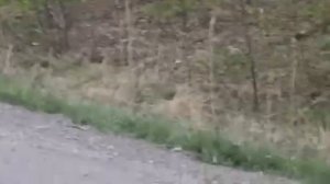 В Приморье крупный тигр вышел на оживленную дорогу