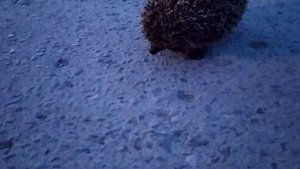 VID_20240527_203121.mp4. Еж на асфальте.
