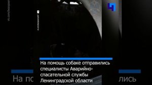 В Лодейном Поле спасли собаку, застрявшую в подземном мусорном контейнере