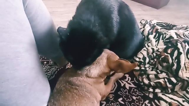 Мои любимые животные❤/Самое милое видео/Мой котик моет мою собачку🤗 смотреть онлайн