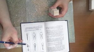 как сделать клык,премоляр из гипса