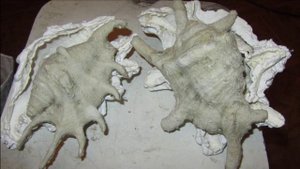 МК раковины из папье маше.