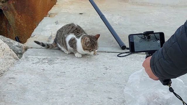 Спасение дикого котенка, оставшегося без мамы.