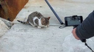 Спасение дикого котенка, оставшегося без мамы.