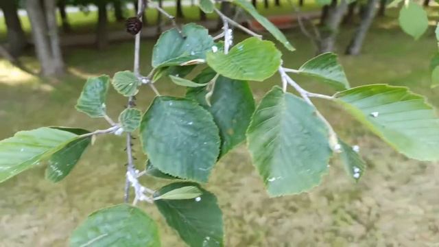 Мучнистые червецы на веточке ольхи серой смотреть онлайн