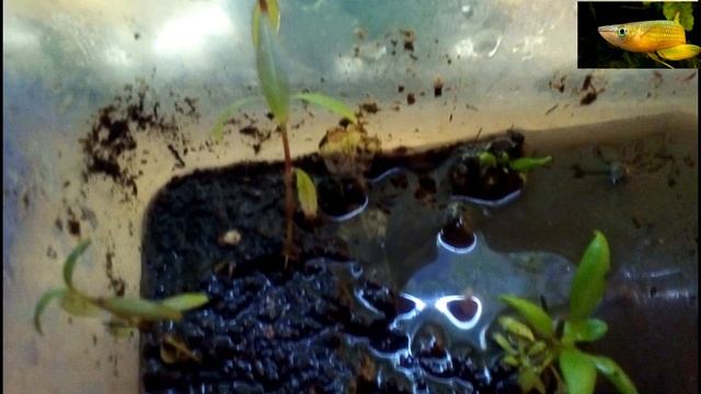 мальки линеатуса спустя месяц!!!красавцы смотреть онлайн