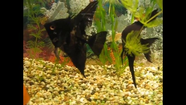 Нерест мраморных Скалярий смотреть онлайн