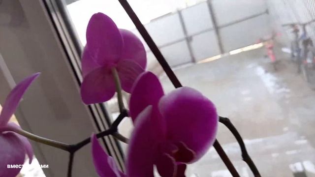 Алабай на кровати? Странное цветение ОРХИДЕИ? огромные ЛЕПЁШЕКИ? опять без света?ВМЕСТЕ С НАМИ смотреть онлайн