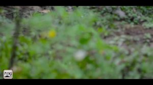 Nikon D5200 and Nikkor AF-S 50mm f/1.8g Prime lens sample video | day light | BikZpori films