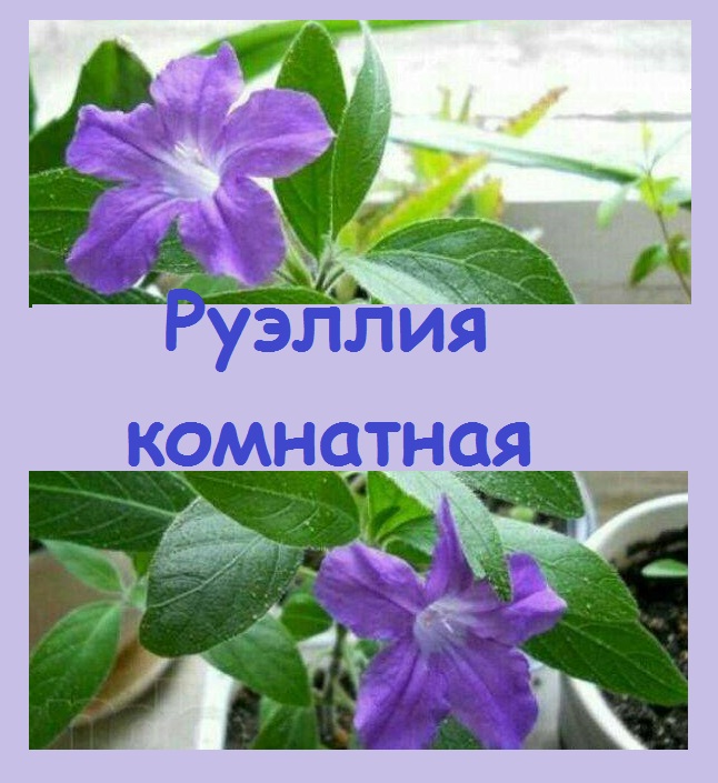 Руэллия - красивое комнатное растение с фиолетовыми цветочками