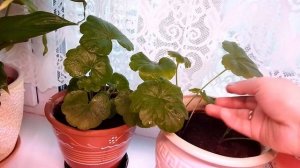 Какие многолетние цветы посадить в январе-феврале?!  Первый посев цветов на рассаду.