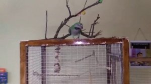 Китайский кольчатый попугай #Коннор возраст 6 месяца